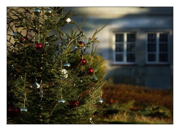Enjoying the Christmas tree in the yard for a really long time