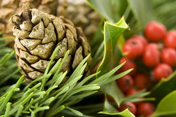 Christmas decoration with a pinecone and holly berries