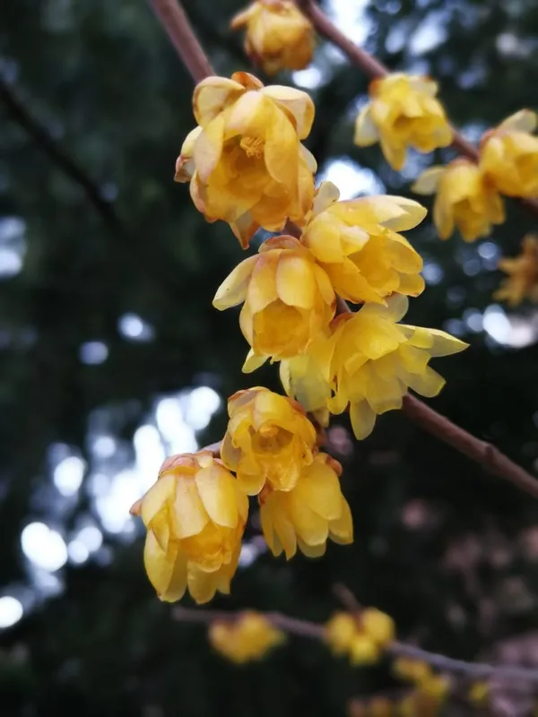 Winter-Blooming Plants in the Garden