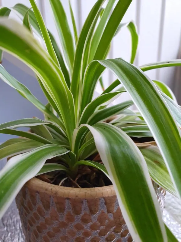 Easy Houseplants: Grass Lily
