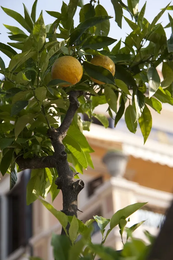 Which trees are suitable for pots or planters?