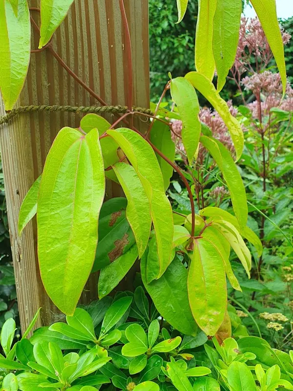 Evergreen Clematis armandii 'Apple Blossom'