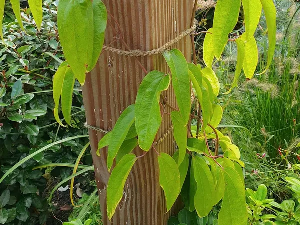 Evergreen Clematis armandii