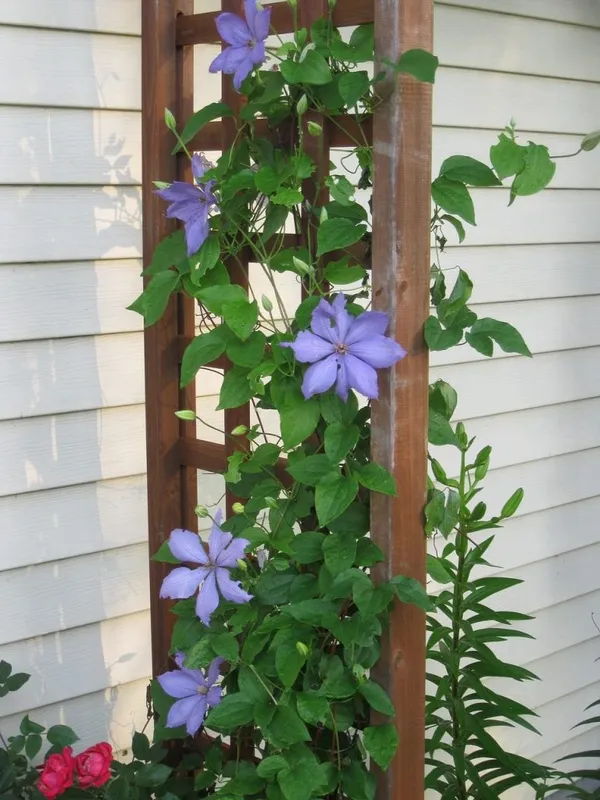 Climbing Plants - Vertical Gardening