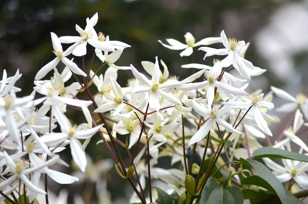 Climbing Plants for a Narrow Hedge - Evergreen Clematis or Clematis armandii