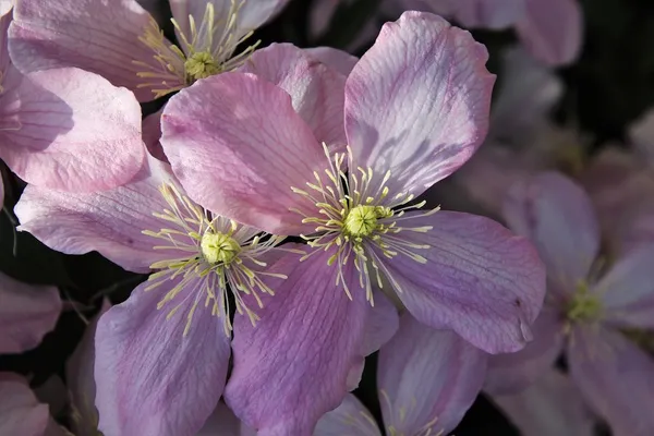 How to Plant Clematis (Woodland Clematis) Without Any Problems