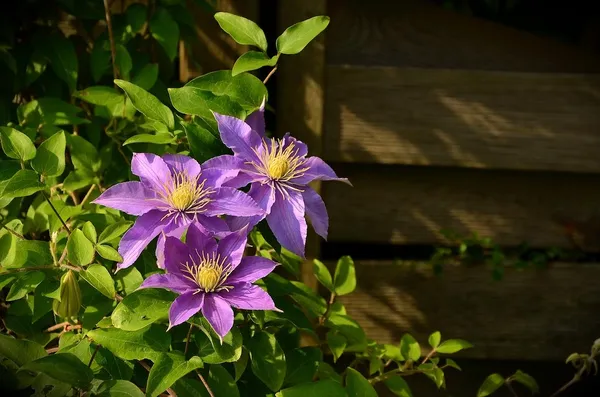 Fence or Green Garden Boundary