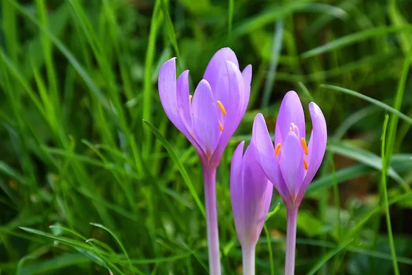 Plants that bloom in November - fall-blooming plants - Colchicum