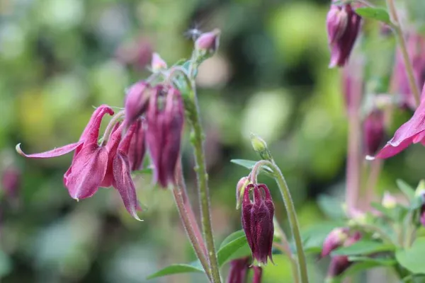 Shade or partial shade plant - Aquilegia vulgaris (columbine)