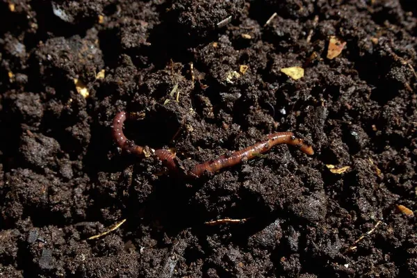 Making Compost - Sustainable Garden, Sustainable Gardening