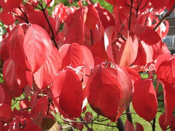 Fall Colors in the Small Garden - Cornus kousa Dogwood in Fall