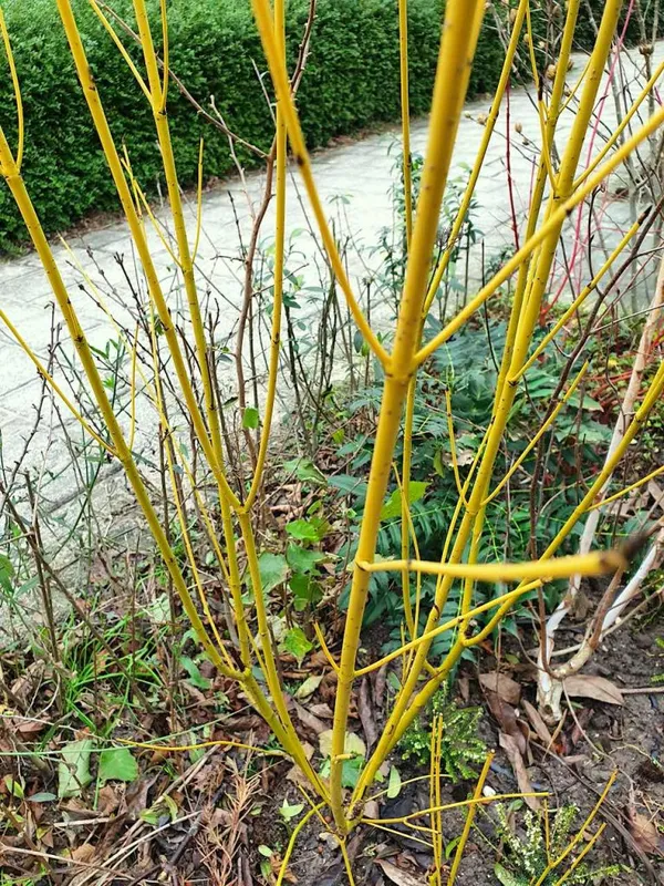 Dogwood with green branches