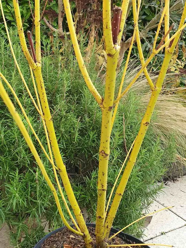 Cornus Flaviramea