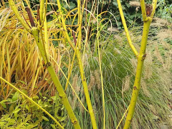 Green Dogwood