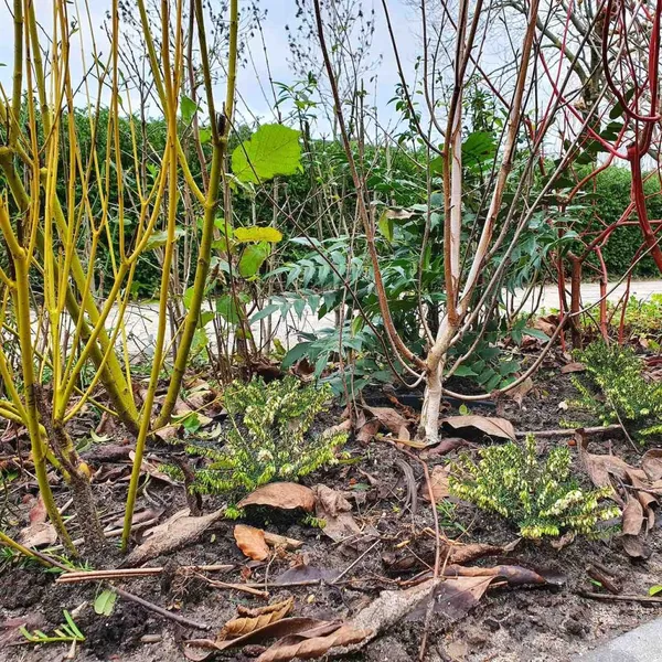 Colored dogwood branches in the winter garden
