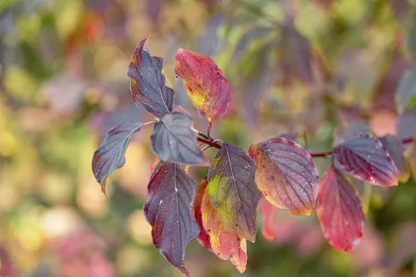 Autumn colors of Cornus sanguinea