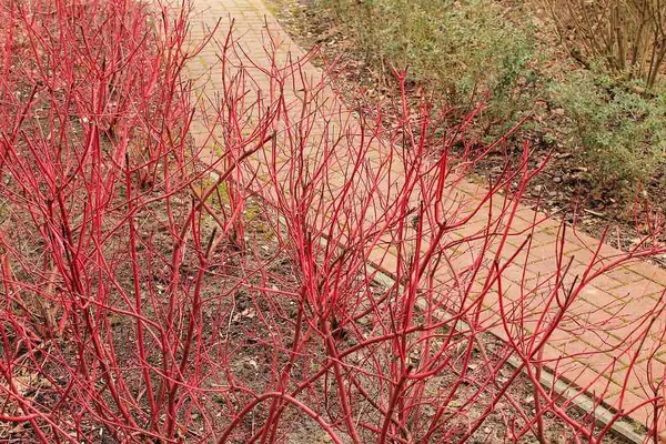 Red branches of Cornus alba, perfect for an autumn table, winter table, or Christmas arrangement