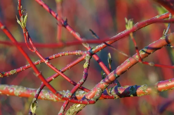 trees and shrubs with colorful branches and striking trunks for the winter garden