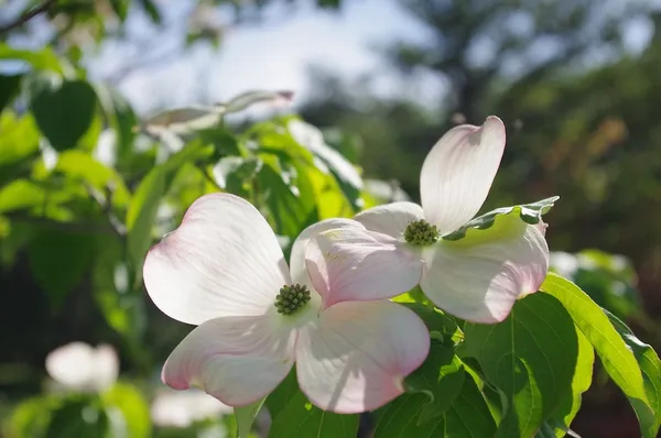 Multi-trunk tree - Japanese large-flowered dogwood (Cornus kousa)
