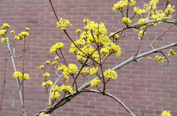 Cornus mas