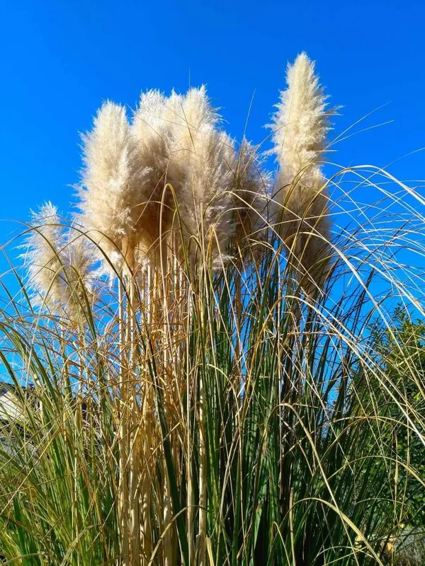 Cortaderia selloana 