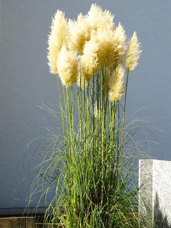 Pampas Grass