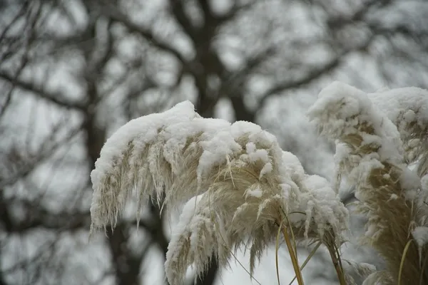 Pampas grass in winter with snow