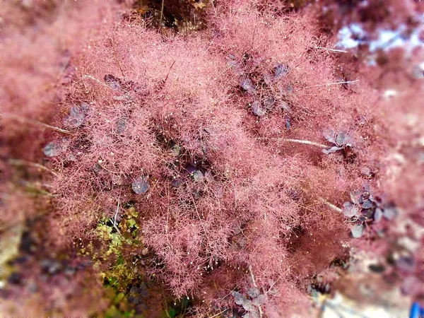Red Hedge Plants - Red Wisteria (Cotinus coggyria 'Royal Purple' and 'Grace')