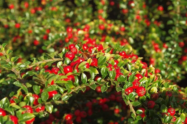 Best Ground Covers: Evergreen Cotoneaster 