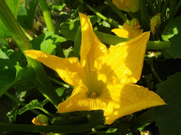 Easy Vegetables for Your First Vegetable Garden (Container) - Zucchini