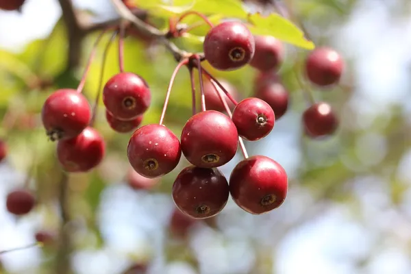 Malus Adirondack