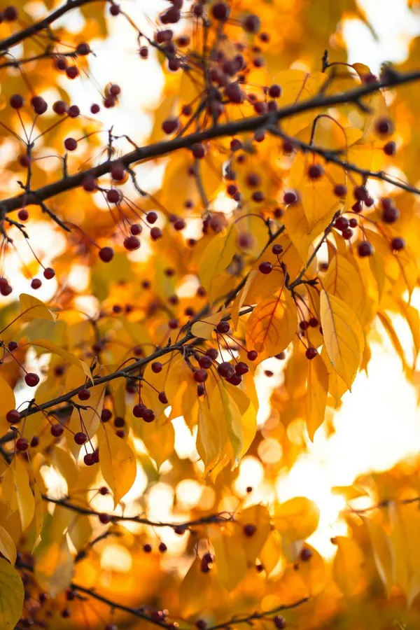 Autumn Colors and Ornamental Apples in Fall