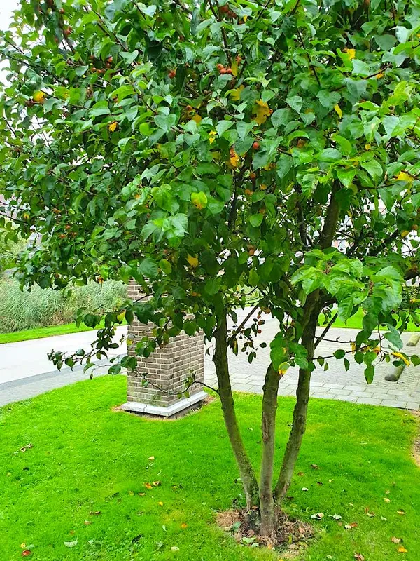 Multi-stemmed tree - ornamental apple (Malus Red Sentinel)