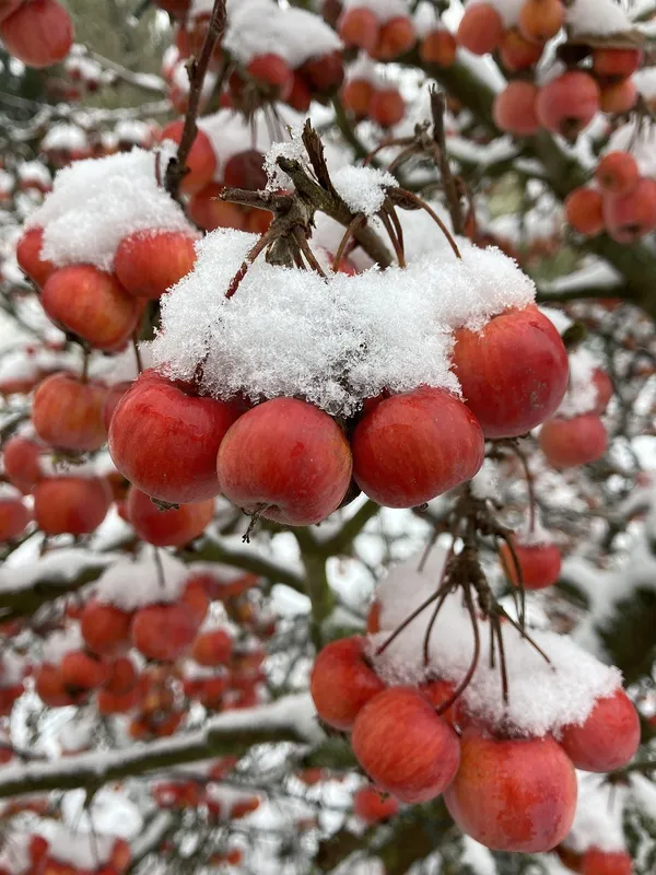 ornamental apples stay on the tree for a long time in winter