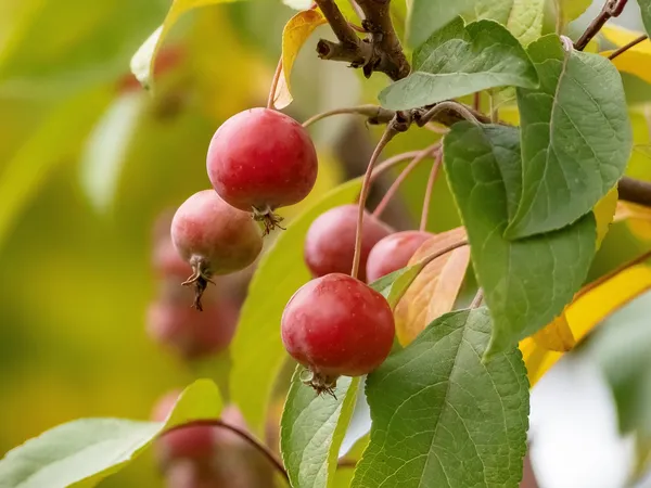 Malus Sugar Tyme