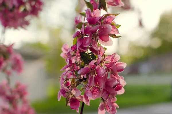 Malus Royalty