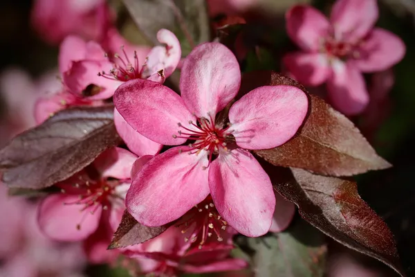 Malus Rudolph