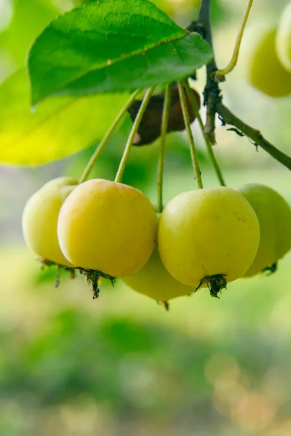 fresh green leaves and apples in the summer