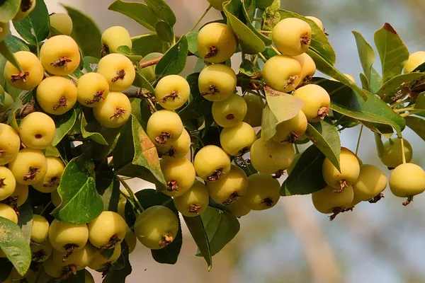Malus Butterball