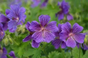 Low maintenance—groundcover plants that control weeds