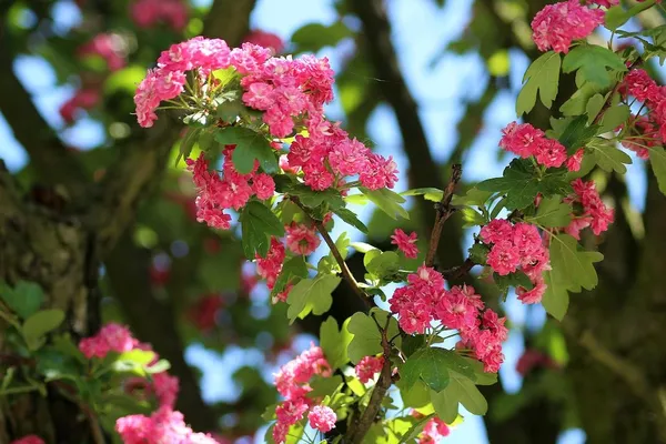All About Trees - Red Hawthorn for Small Gardens (Crataegus Paul's Scarlet)