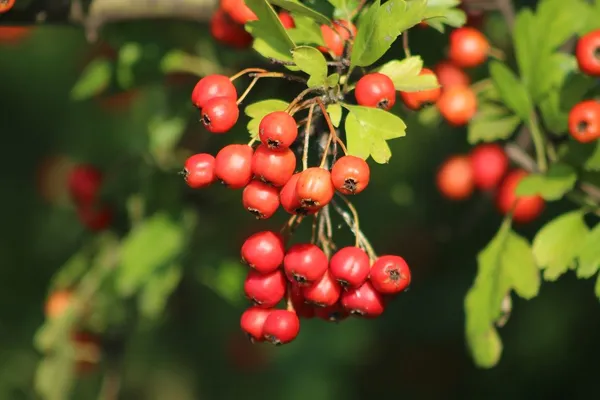 The Best Berries for Birds - Crataegus monogyna (hawthorn)