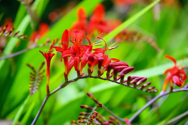 Summer Bulbs: Crocosmia