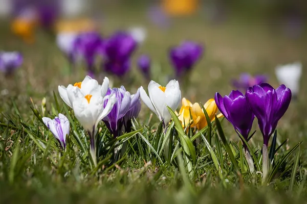Allowing crocuses to naturalize in the lawn