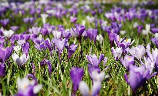 True stinzen plants: crocus
