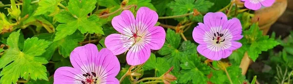 Geranium - Garden Geranium
