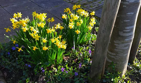 Spring in the City Garden