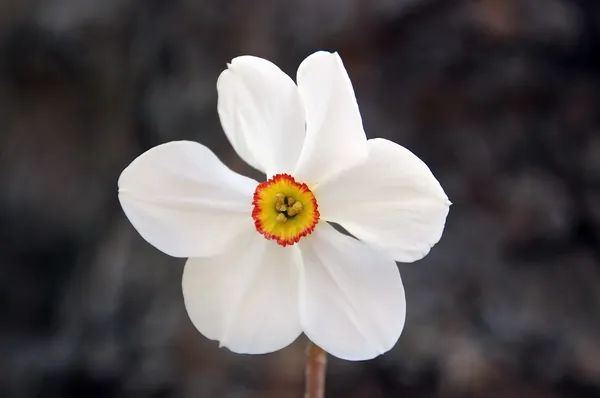 Daffodil Actaea