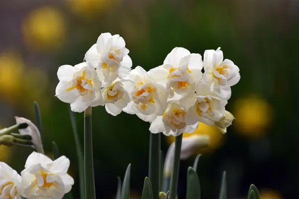 Daffodil Cheerfulness
