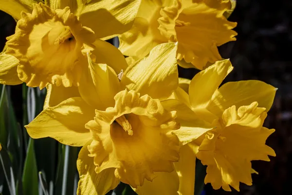 Best Daffodil Varieties: Dutch Master